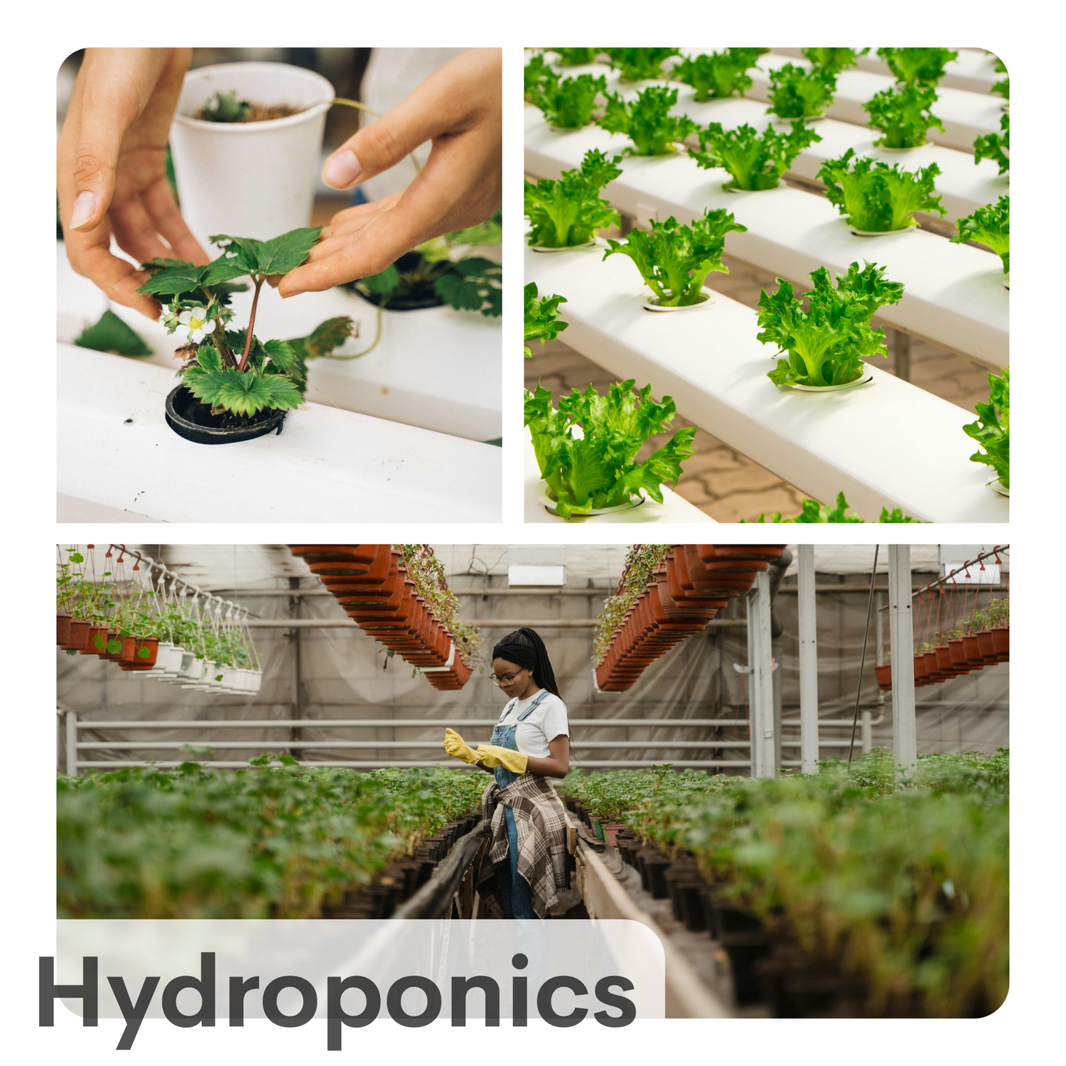 Hydroponics